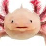 Profilbild von Dennis Beck
