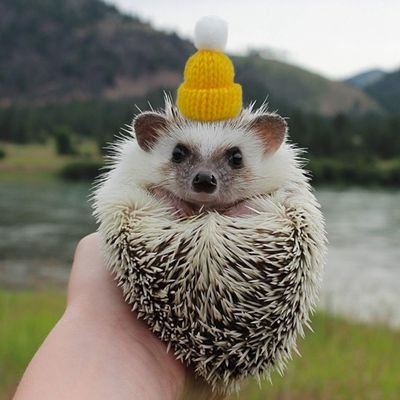 hogincrisis's profile picture