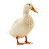 Фото профиля Duck