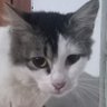 ✧。٩(ˊᗜˋ )و✧*。 profil fotoğrafı