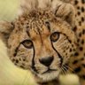 Cheetah's profile picture