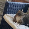 Hogwatch connoisseur profil fotoğrafı