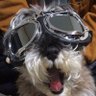シャル's profile picture