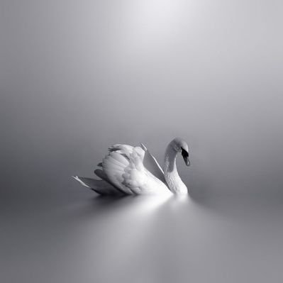 ll. 🦢's profile picture