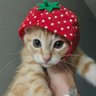 Eve Carreon profil fotoğrafı