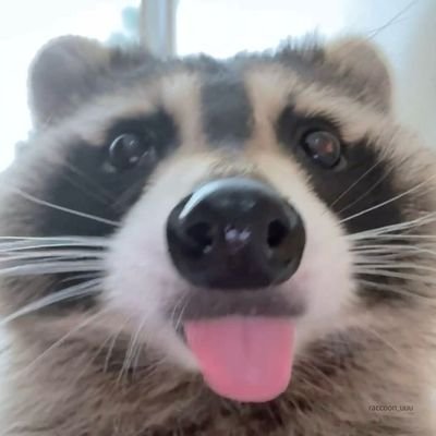 Raccoon's profile picture