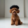 天才ラジオ profil fotoğrafı