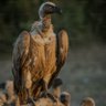 vulture's profile picture