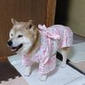 Фото профиля 🐶🐾Shibafuku（しばふく）【🏥闘病中】