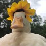 Franx Merhann's profile picture