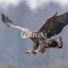 النسر الجارح 🇺🇸🦅's profile picture