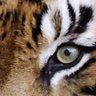 Profilbild von Tiger's_Eye