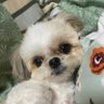 シュワまま　ℹ︎🫶姫路's profile picture