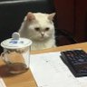 殖猪贱种爱中文's profile picture