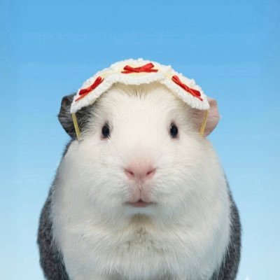 ほにゅうズ's profile picture