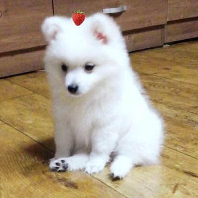 고추냉이's profile picture