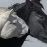 رومانسيات's profile picture