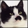 Profilbild von Adi the Cat