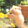 hamsterlucu2.0 🐹's profile picture