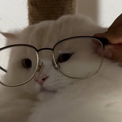 cony🐰✨'s profile picture