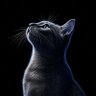 Cat 🐈‍⬛'s profile picture