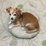 リトルトランク's profile picture