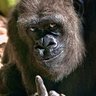 Gorilla 🦍 的头像