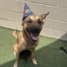 Adopt dont Shop's profile picture