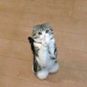 Profilbild von LUCKY C🐱T