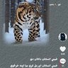 asad khan zz profil fotoğrafı