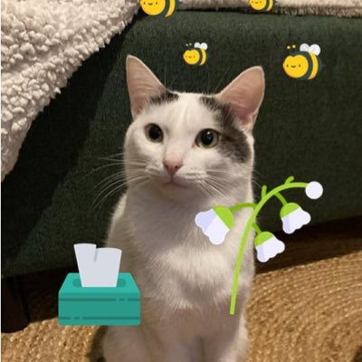maouthebiggest's profile picture