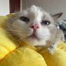 Profilbild von Zes
