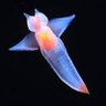 Фото профиля Oblivion The Clione