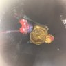 Фото профиля まんぷく丸