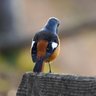 おちゃとヒタキ profil fotoğrafı