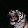 AbûMansour’s's profile picture