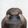 Profilbild von brucutu todo smilinguido