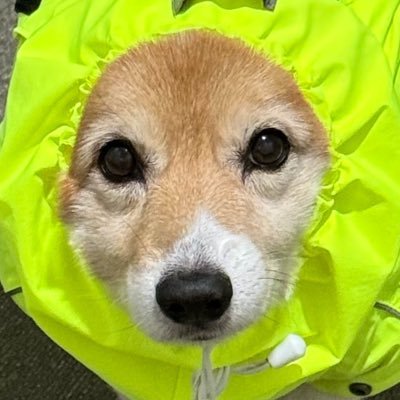 크롱🦖's profile picture