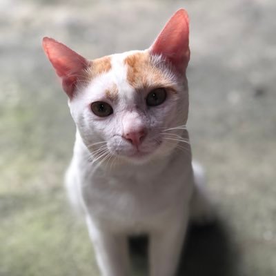 Bonnix's profile picture