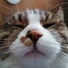 Фото профиля くろねこ(みどり🙂‍↕️)