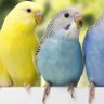 pájaros 的头像