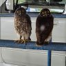 Profilbild von 青いソニカ777♪😸🦉🦉