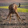Ugandan Giraffe ๐ฆ๐ฆ ็ๅคดๅ