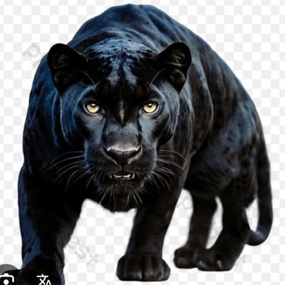 GM_Warrios's profile picture