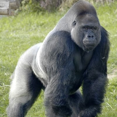 Gorilla's profile picture