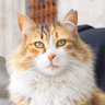 Profilbild von アジアねこ散歩