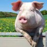 Pigincrisis profil fotoğrafı