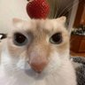 Profilbild von Mafer