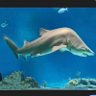 Profilbild von Tiburón chepuo