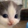 SaltyCaramel's profile picture